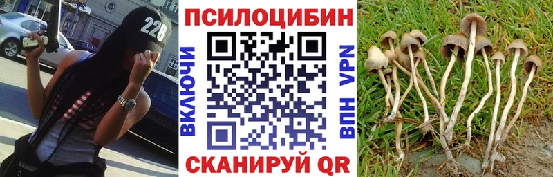 Купить закладки  Каргополь  Псилоцибиновые грибы Magic Shrooms 